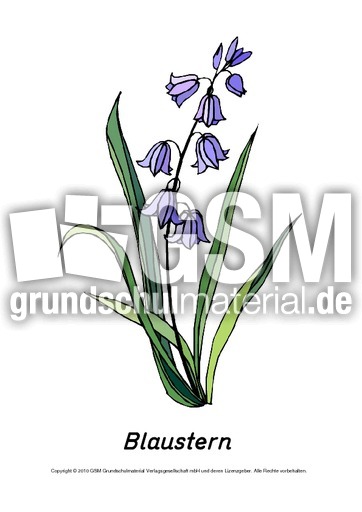 Frühlingsblüher-Tafelkarten-Blaustern.pdf